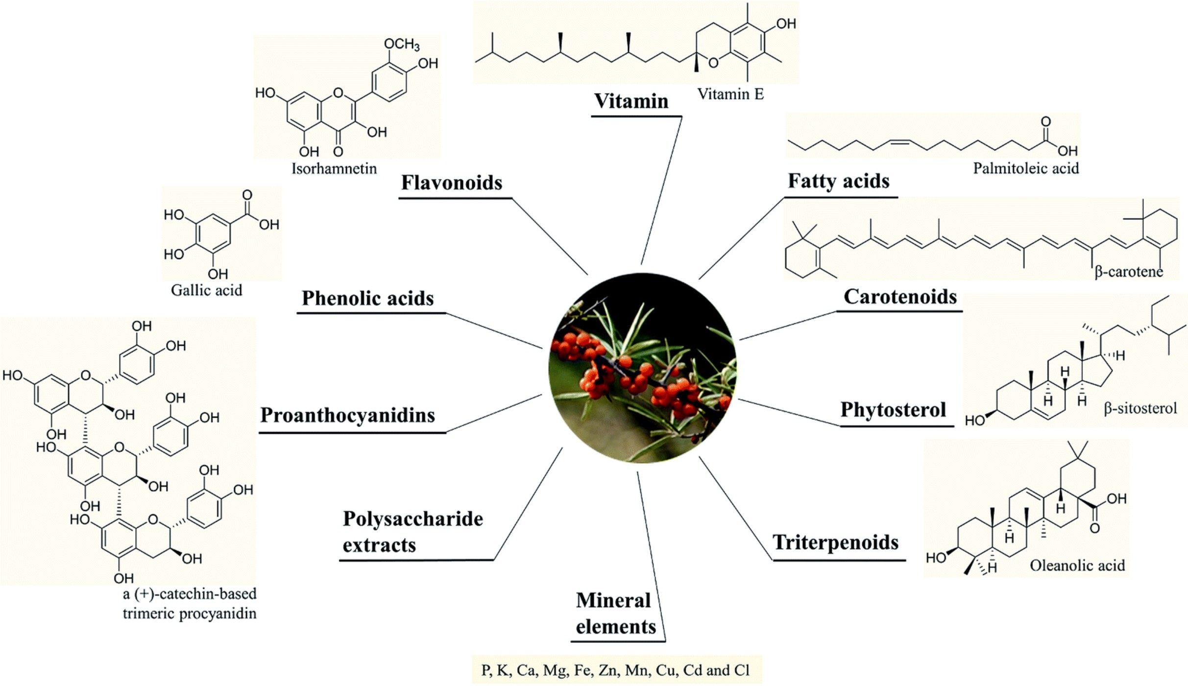Main bioactive compounds in sea buckthorn: flavonoids, vitamins, fatty acids, carotenoids, and phytosterols.